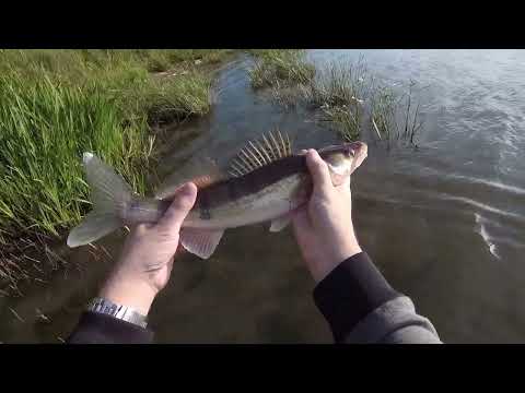 Видео: Нижний Новгород, Ока в черте города. Судак и щука под ногами