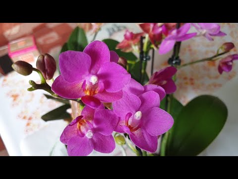 Видео: Orchideen - Орхидеи:  SUNSET, PINK FLAMINGO, WILD TRENTO (распаковка)