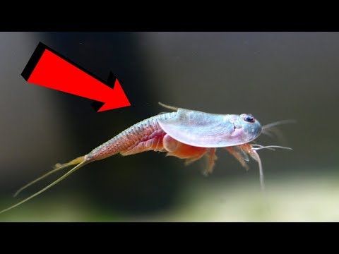 Видео: ЗАКАЗАЛ С АЛИ И ВЫРАСТИЛ ДОИСТОРИЧЕСКИЕ СУЩЕСТВА В АКВАРИУМЕ! Triops, Триопс, Щитень.