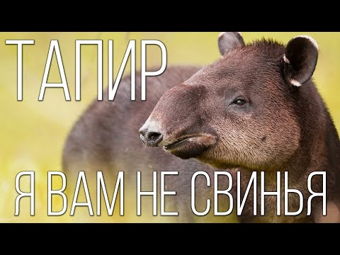 Видео: Тапир: Смешное животное | Интересные факты про тапиров