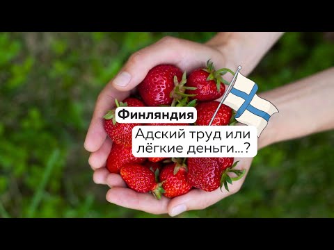 Видео: Сбор клубники в Финляндии....уже не выгодно ?