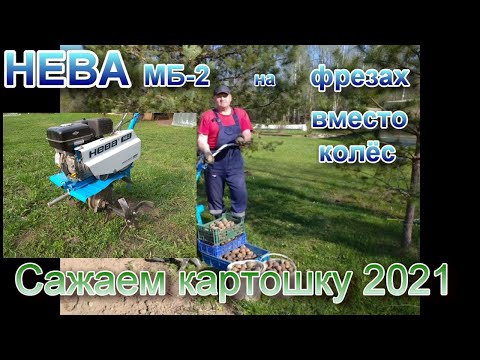 Видео: Cажаем картошку 2021.На мотоблоке НЕВА мб-2 фрезы вместо колёс.