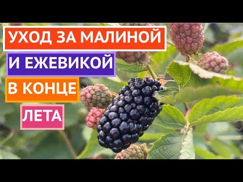 Видео: СДЕЛАЙТЕ ЭТО С ЕЖЕВИКОЙ И МАЛИНОЙ В АВГУСТЕ!