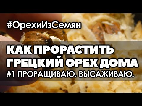 Видео: 🌿 Как прорастить грецкий орех дома. Проращиваю. Высаживаю.