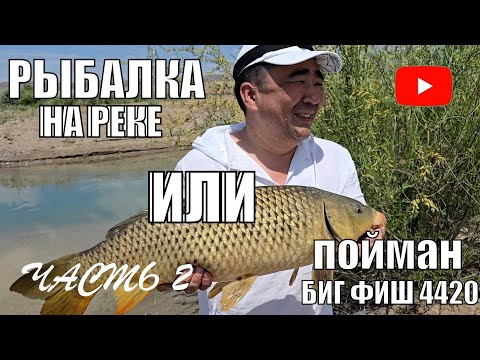 Видео: РЫБАЛКА НА РЕКЕ ИЛИ МОЯ ВСТРЕЧА С БИГ ФИШ  НОВЫЕ СНАСТИ ИЮНЬ 2024. ТРОФЕЙНЫЙ САЗАН
