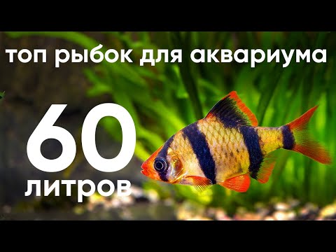 Видео: Топ рыбок для аквариума 60 литров