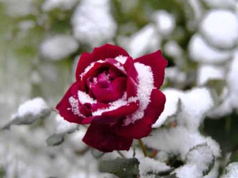 Видео: Ahiska- Счастье Мое Привет!!!