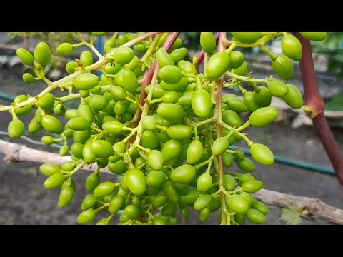 Видео: Запилення винограду в 2025