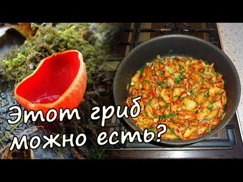 Видео: 🍄 ГРИБ САРКОСЦИФА - где собирать, как готовить. Первые весенние грибы
