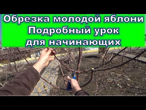 Видео: Обрезка молодой яблони  Подробный урок для начинающих садоводов