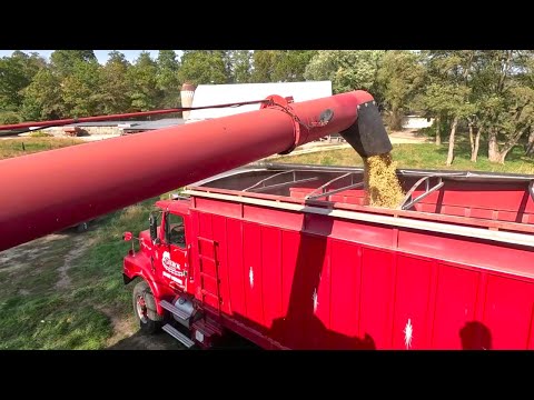 Видео: Мой последний день сбора сои! Урожай 2025 года