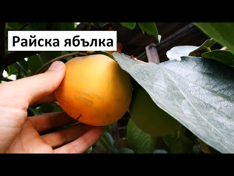 Видео: Райска ябълка – Градинар споделя опита си!