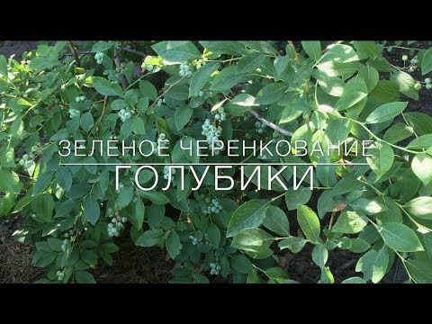 Видео: 🌿 Зелёное Черенкование Голубики