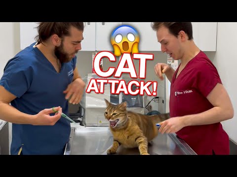 Видео: АТАКА КОШКИ! 😱 (Моя рука ранена!)