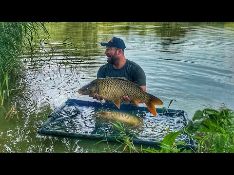 Видео: ЛОВЛЯ ДИКИХ КАРПОВ В МАНГРОВЫХ ЛЕСАХ!!!!