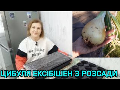 Видео: Вирощування ЦИБУЛІ З РОЗСАДИ за один сезон🧅Сію в касети#цибулязрозсади#помідоридлятеплиці#город#сад