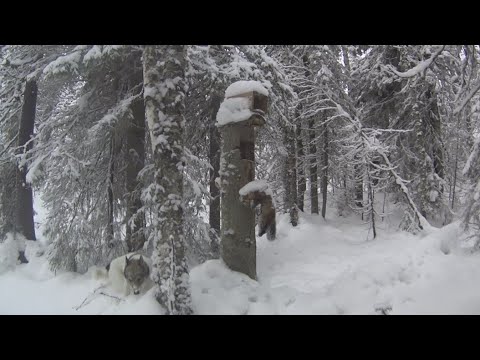 Видео: 50 дней в тайге Прикамья. Бродяги Севера. Часть 8