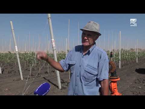 Видео: Сельский кластер - Фруктовый сад интенсивного типа (13.06.2018)