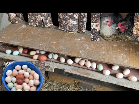 Видео: Показываю все мои ГНЕЗДА ДЛЯ КУР Почему в гнезде должен быть линолеум