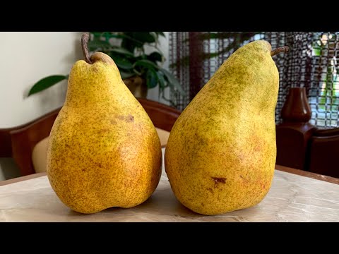 Видео: Груша Бланка.Дуже смачний промисловий сорт груші.