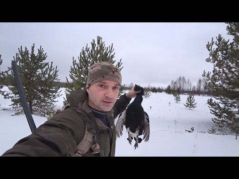 Видео: НАРВАЛСЯ НА СТАЮ ТЕТЕРЕВА СИДЯЩИХ В СНЕГУ. СТРЕЛЯЛ ИЗ РУЖЬЯ В ЛЕТ. Охотничье ружье Franchi Affinity.
