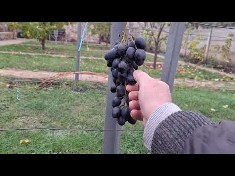 Видео: 27 октября 2025 г.