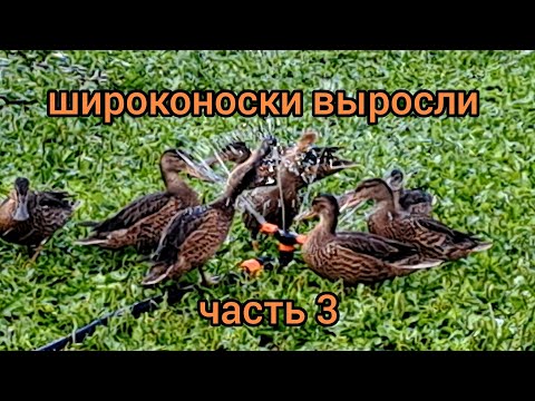 Видео: Утки широконоски (лат. Spatula clypeata) в домашних условиях. Часть 3. Утята выросли. Shoveler duck.