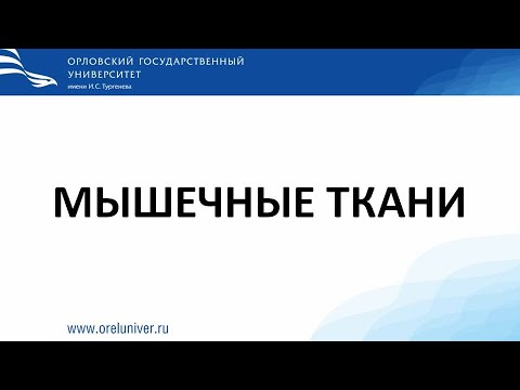 Видео: мышечные ткани. гистологические препараты