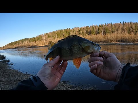 Видео: Пузатые ОКУНИ прям Под Берегом. Спиннинг в МАРТЕ! Окунь на ДЖИГ!