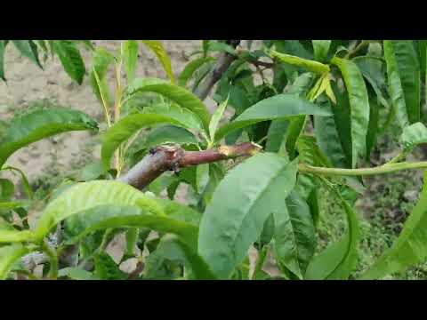 Видео: Літня обрізка персика.