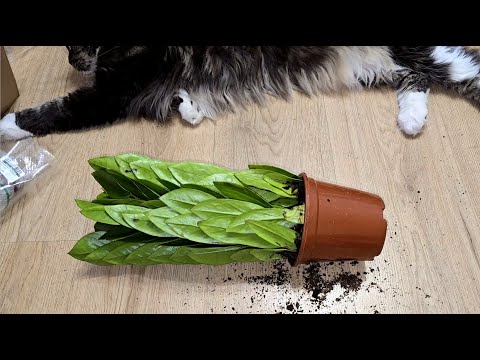 Видео: ЗАМИОКУЛЬКАС ПИРАМИДА, новый сорт или Секретный Способ Посадки РАСКРЫТ