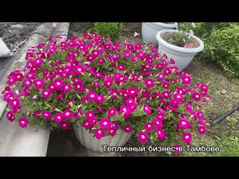 Видео: Как вырастить кашпо петунии и калибрахоа .