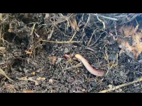 Видео: Почва в теплице осенью