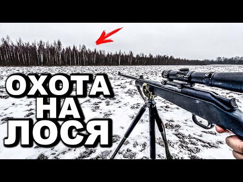Видео: ОХОТА НА ЛОСЯ В УГЛИЧЕ