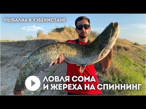 Видео: Ловля Сома и Жереха на спиннинг (Рыбалка в Узбекистане)