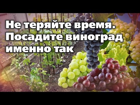 Видео: Оригинальный способ посадки и выращивания винограда. Ускоряет начало плодоношения