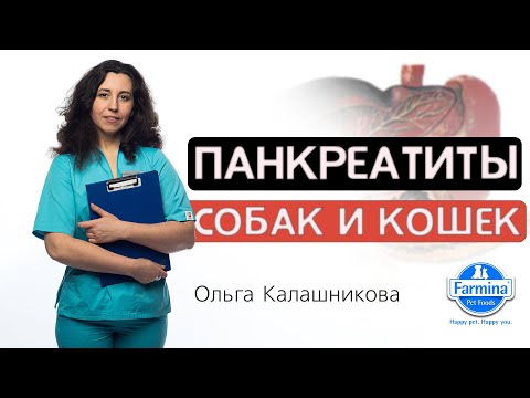 Видео: Панкреатиты собак и кошек