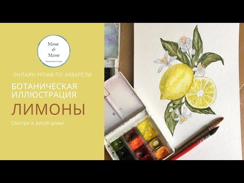 Видео: Лимоны акварелью. Ботаническая иллюстрация. Уроки по акварели | Watercolor lemons tutorial