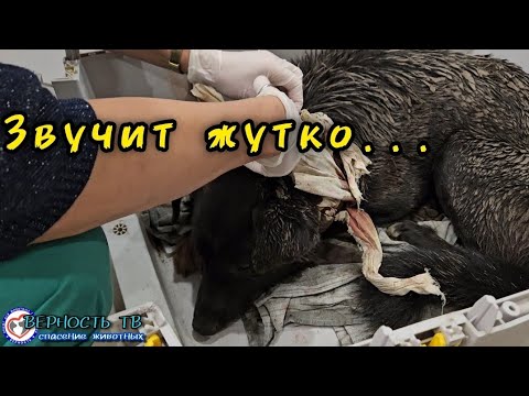 Видео: Бездомный Бася пришёл истекая кровью к незнакомой женщине за помощью, и не ошибся!