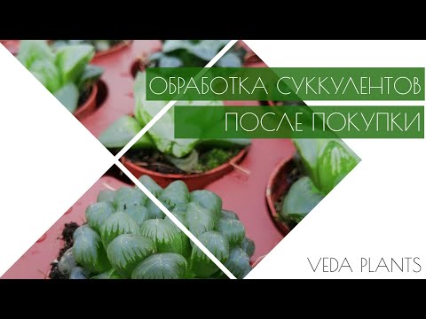 Видео: Обработка Суккулентов от вредителей и болезней после покупки.