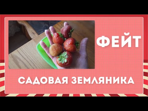 Видео: 11.07. 2020 Клубника 🍓Фейт🍓 первый урожай. Взвешивание, дегустация.