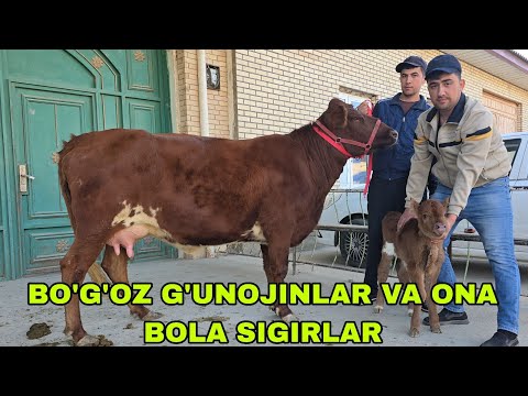 Видео: Ramziddin ukamiz 1 ch fermasidan ona bola sigirlar va bo'g'oz g'unojinlar 12 ноября 2025 г.