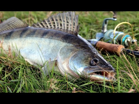 Видео: Рыбалка на судака. Чаглинское водохранилище. Рыбалка 2022