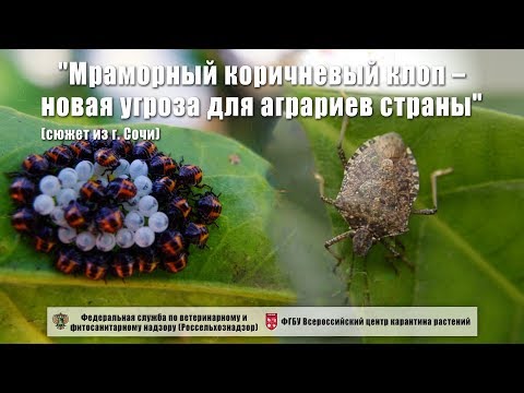 Видео: "Мраморный коричневый клоп – новая угроза для аграриев страны" (сюжет из г. Сочи)