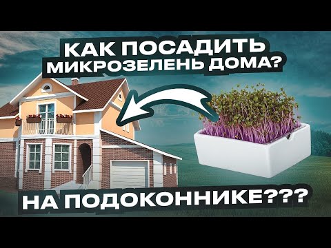 Видео: Это вообще возможно? Микрозелень дома на подоконнике! Безлимитные витамины!
