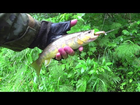 Видео: Сказочные места! Ловля Ручьевой Форели. Рыбалка в Таёжном Ручье. Снасти на Форель.