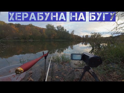 Видео: ЗА НЕВЛОВИМИМ КАРАСЕМ! Херабуна у Жовтні #herabuna #fishing  #floating #cruciancarp #タナゴ  #ヘラブナ