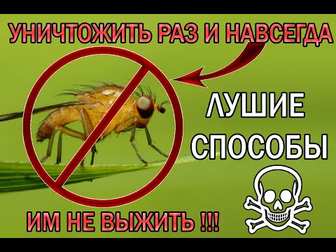 Видео: Как избавиться от мошки в домашних условиях