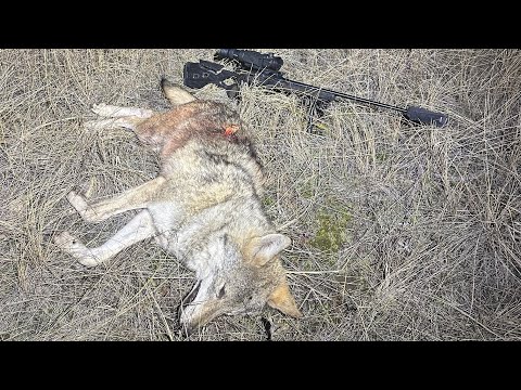 Видео: ОХОТА на ВОЛКОВ. Добыл 5 волков в полнолуние.