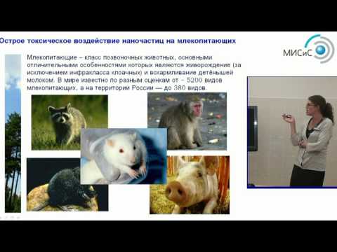 Видео: Биологические эффекты взаимодействия наночастиц и окружающей среды